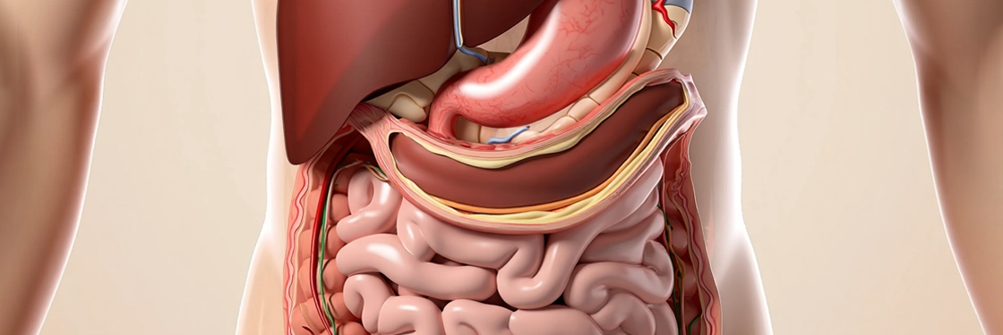 Иллюстрация пищеварительной системы